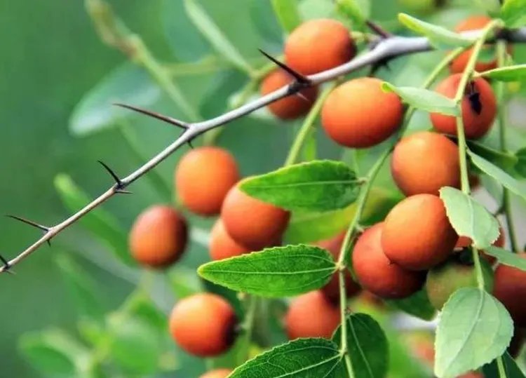 酸枣的功效与作用