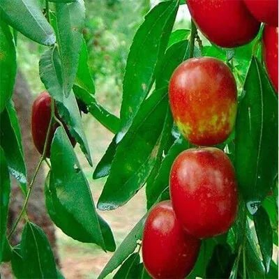 湖北省人民医院与省妇幼哪个做试管好?