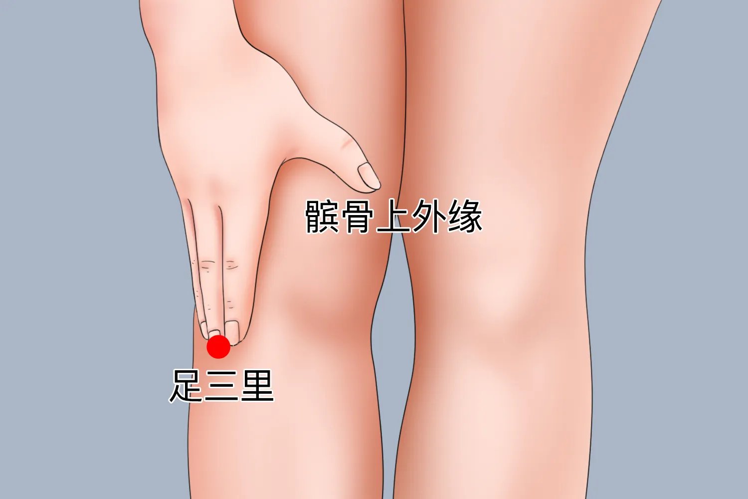 足三里简单找法图