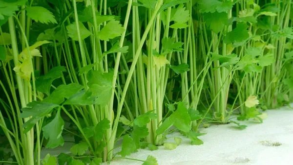 荷尔蒙低对男性有哪些影响 出现这几种情况说明荷尔蒙低