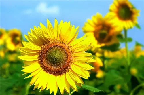 象征友谊的花 6大友谊之花盘点