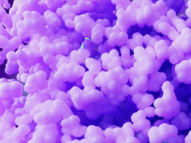 条件致病菌的条件