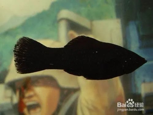 ​黑玛丽鱼的特性是什么 如何饲养