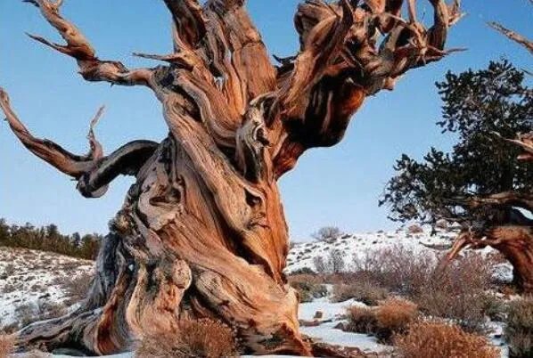 世界最古老的十棵树,中国上榜五棵,第一有1.3万年历史