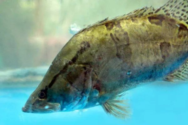 桃花流水鳜鱼肥的上一句是什么