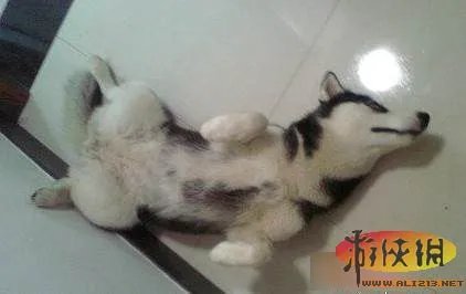 爆笑雷图来袭挡不住的邪恶内涵 邪恶帝秒懂!