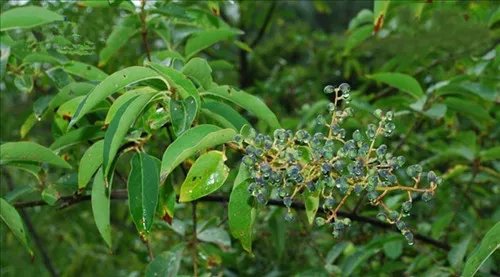 女贞树图片大全 女贞树能不能嫁接桂花