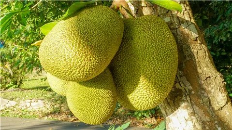 菠萝蜜核的功效与作用