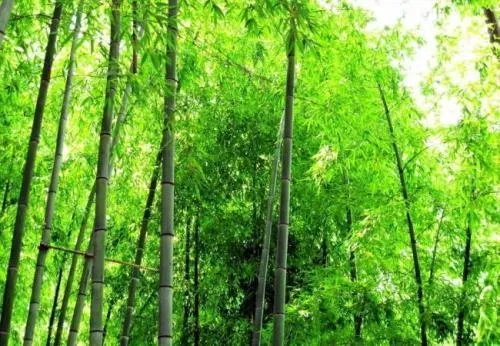 竹子的象征意义是什么 常见的竹子种类有哪些