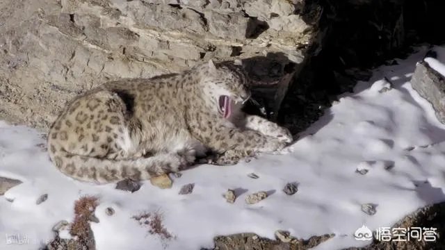 BBC新出的纪录片《大猫》能否超越高口碑《蓝色星球2》?