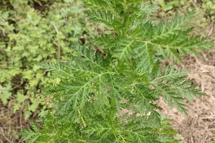 青蒿草图片大全