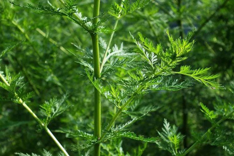 青蒿草图片大全