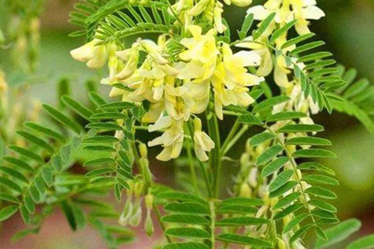 黄芪的种类和图片大全