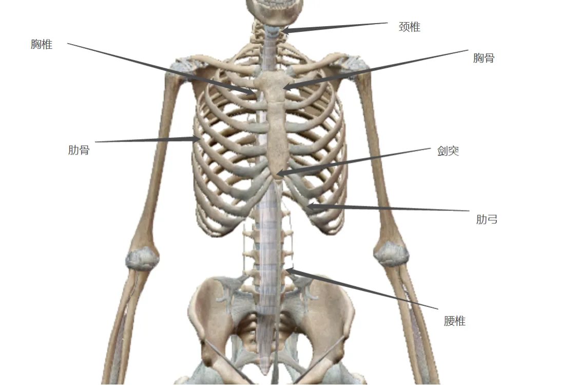 人体骨骼结构图名称