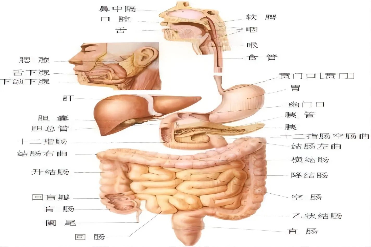 人体部位结构图位置图