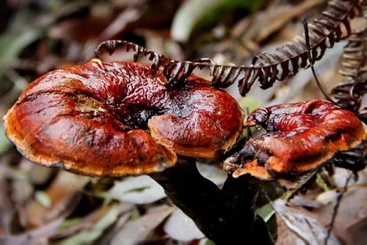 野生灵芝图片大全