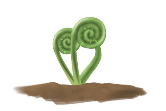 蕨菜的功效作用及危害有哪些