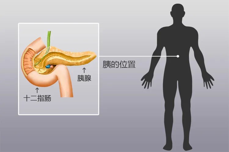 胰腺部位图片大全