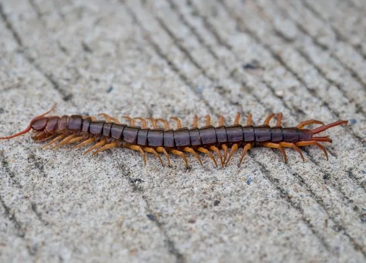 蜈蚣的功效与作用