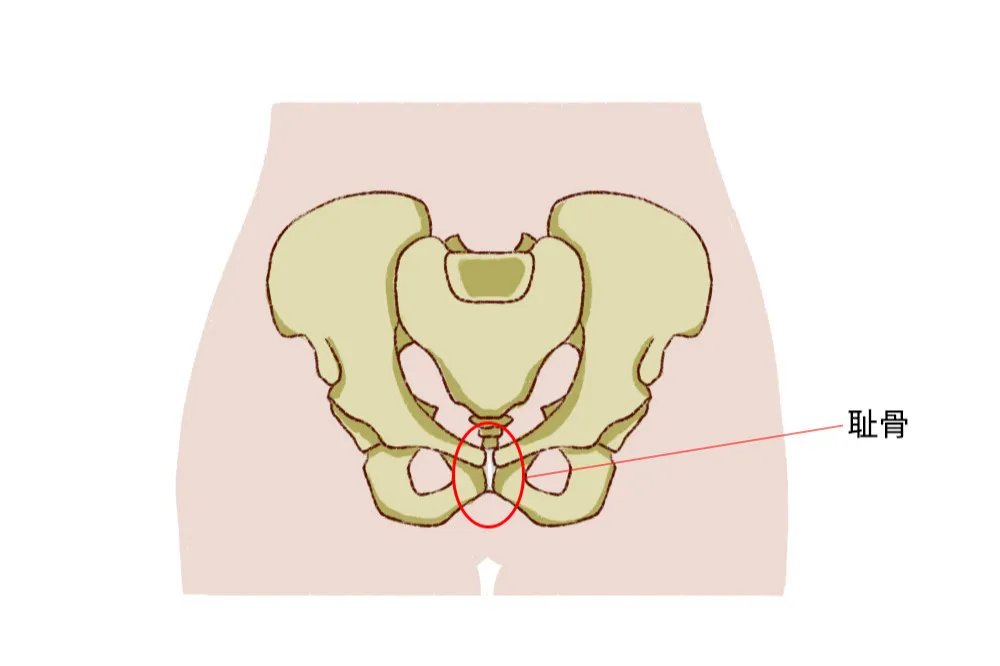 耻骨在哪个位置