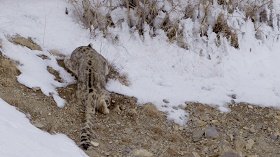 BBC新出的纪录片《大猫》能否超越高口碑《蓝色星球2》?