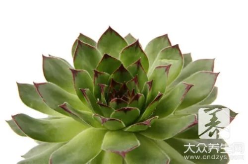 雪莲果的功效与禁忌