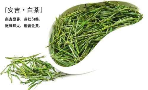 安吉白茶图片欣赏  安吉珍罕白茶的介绍