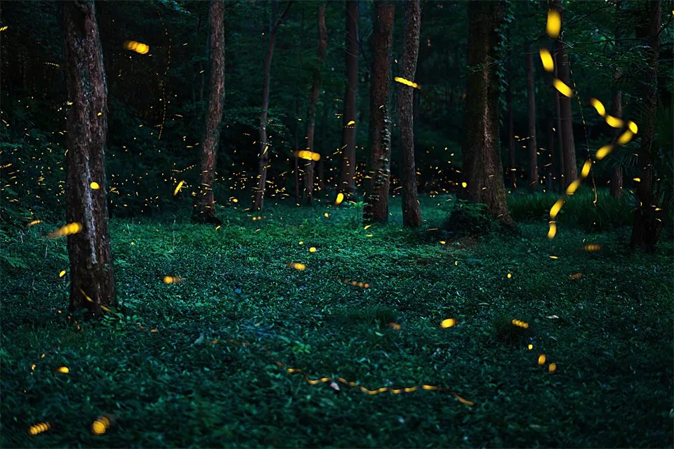 10种代表夏天的景物