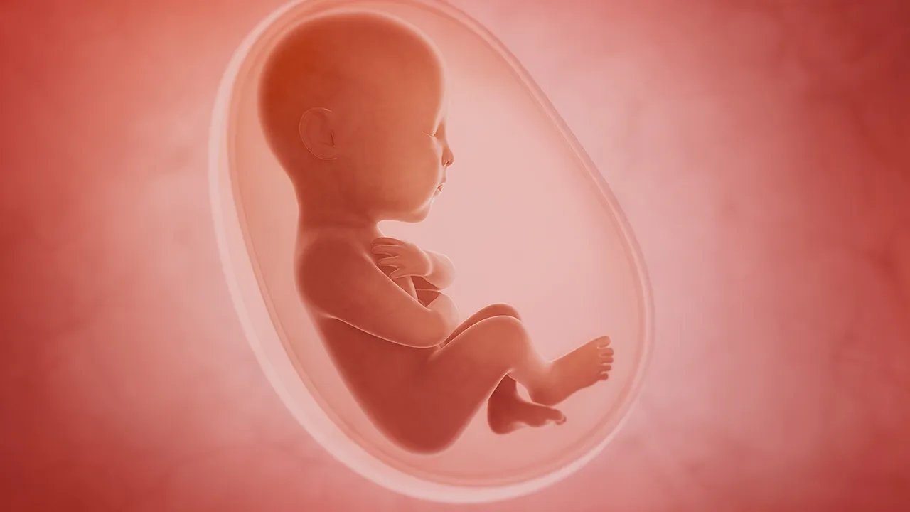 弓形虫病对胎儿有什么危害