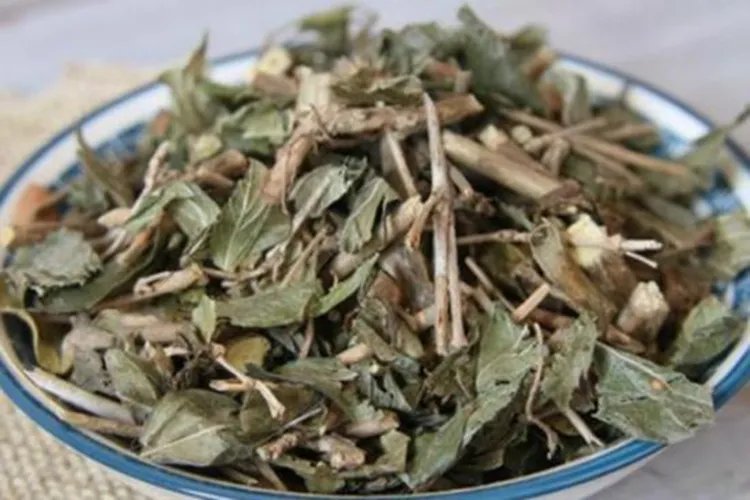 中药六月雪图片大全