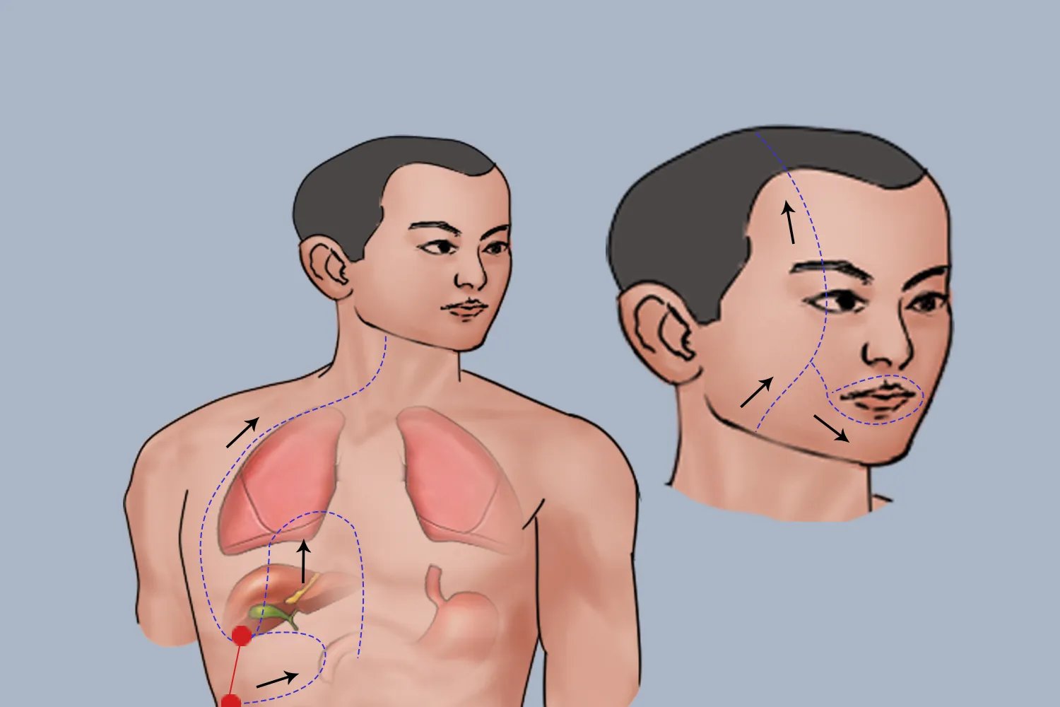 眉毛里的肝胆经络图