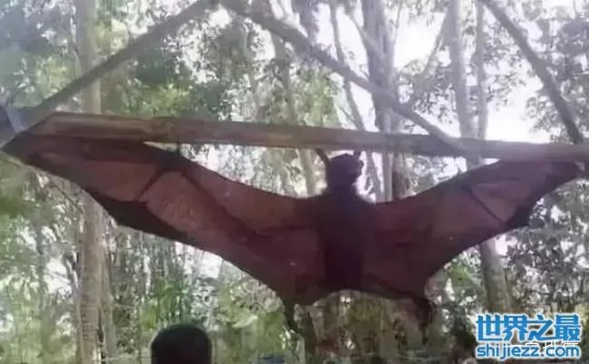 十大最恐怖蝙蝠图片 世界上最可怕的蝙蝠 