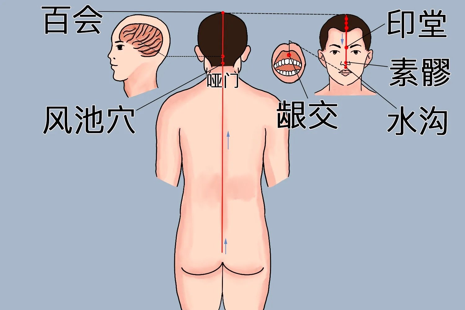 后脑头部经络图