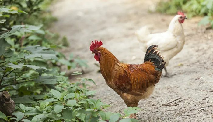 1993年出生的属什么属相 1993年属什么生肖