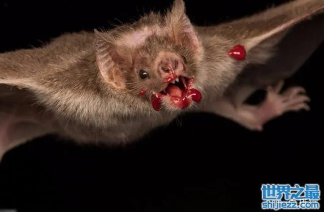 十大最恐怖蝙蝠图片 世界上最可怕的蝙蝠 