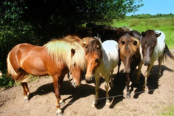 马年是哪一年 什么时候是马年