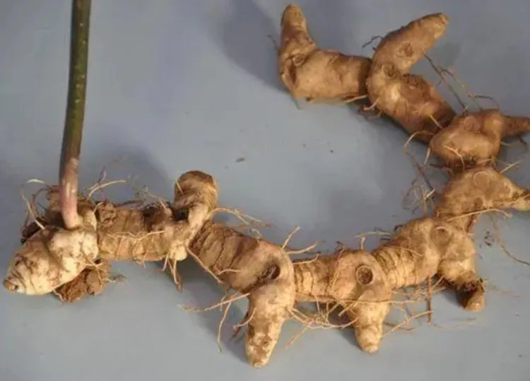 黄精的功效与作用