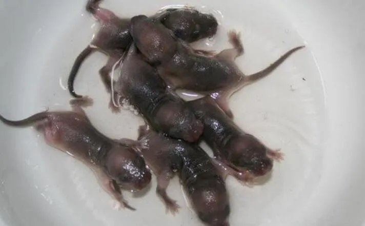 三吱儿是哪里的菜 吃小老鼠三吱儿吃的是老鼠幼崽