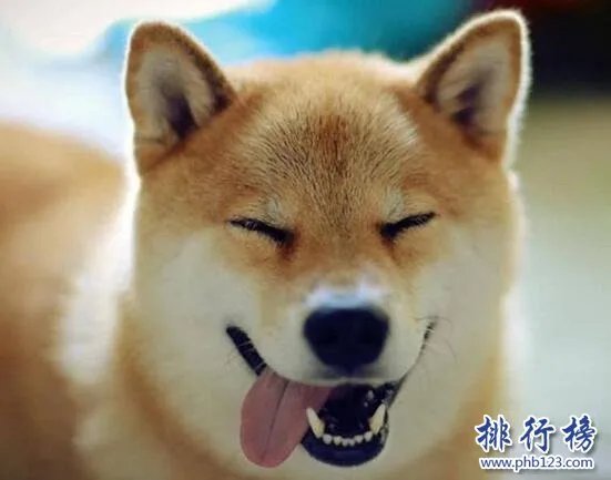 微笑狗是什么，smile dog哪里恐怖（和贞子一样诡异)