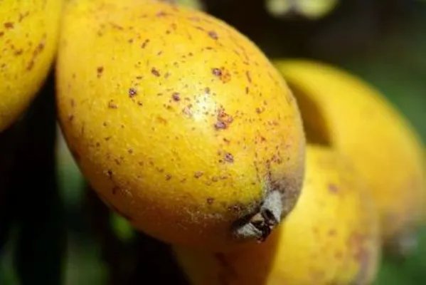 川贝枇杷露的功效 川贝枇杷露的使用方法