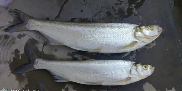 鱼的种类大全及名称 常见的鱼类有哪些