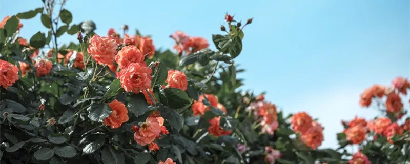 月季花的特点 月季花有哪些特色