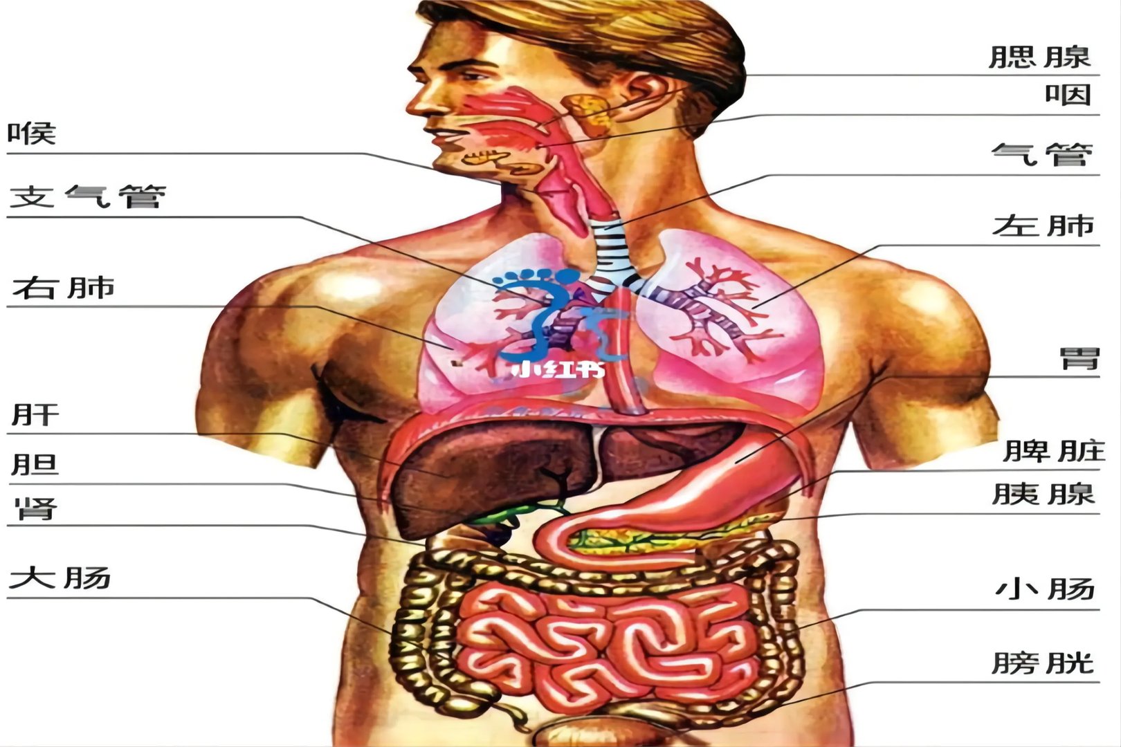 人体器官分布图全身
