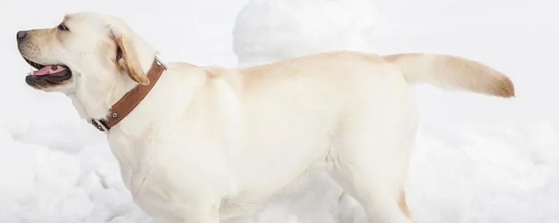 94年属狗的人命运如何 94年属狗何时走大运