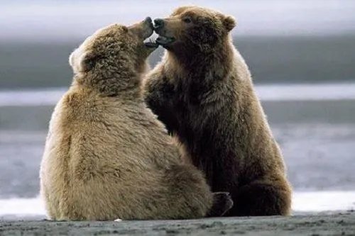 为什么动物夫妻没有感情不合的现象发生，而人却有？