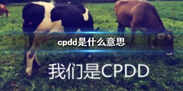 cpdd是什么意思 cpdd是什么意思网络语