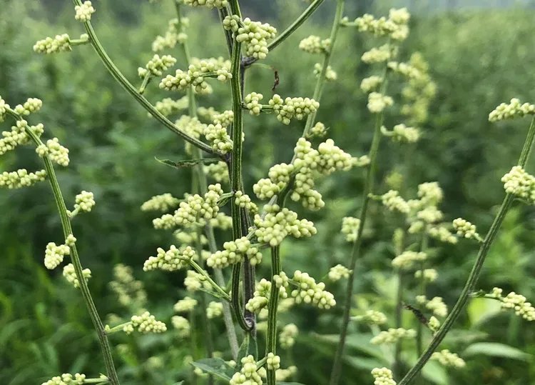 刘寄奴的功效与作用