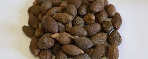 胖大海可以吃吗