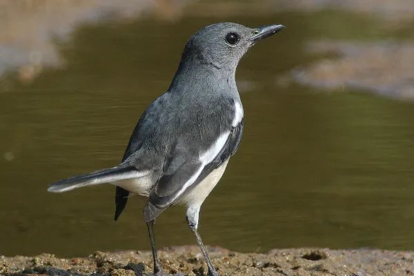 楣婇覆:鍠滄鍦ㄥ帟鎵€鏃佽椋�/鍙０鍠冲柍(琚О鐚勃娓�)