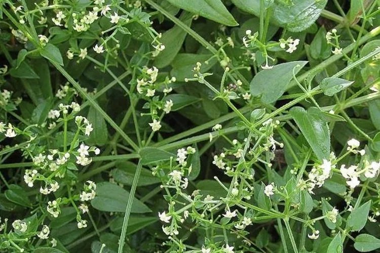 茜草的功效与作用图片大全